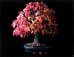 Trident Maple Color | Jonathan Singer,{{product.type}}