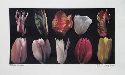 Tulips Color | Jonathan Singer,{{product.type}}