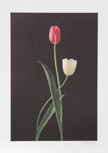 Tulips Lithograph | Harvey Edwards,{{product.type}}