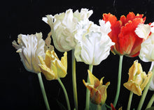 Tulips Oil | Anna Sheversky,{{product.type}}