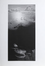 Turtle Digital | Michael Knigin,{{product.type}}