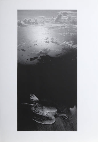 Turtle Digital | Michael Knigin,{{product.type}}