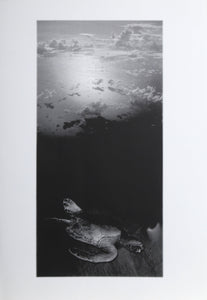 Turtle Digital | Michael Knigin,{{product.type}}
