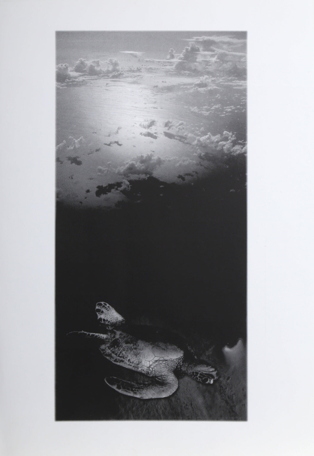 Turtle Digital | Michael Knigin,{{product.type}}