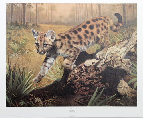 Uno (Florida Panther) Lithograph | Charles Fracé,{{product.type}}