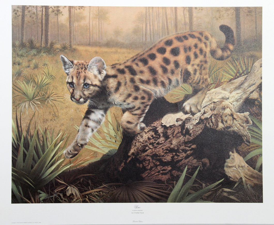 Uno (Florida Panther) Lithograph | Charles Fracé,{{product.type}}