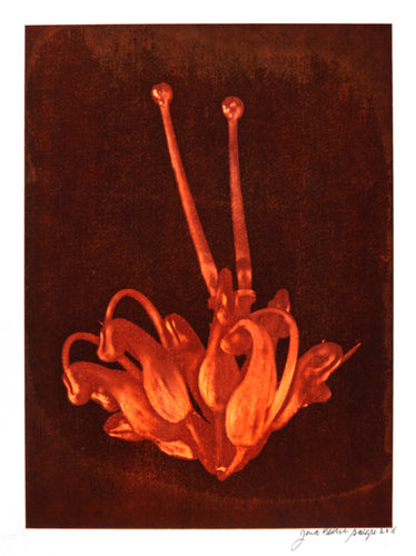 Untitled - Flower H-100 Color | Jonathan Singer,{{product.type}}