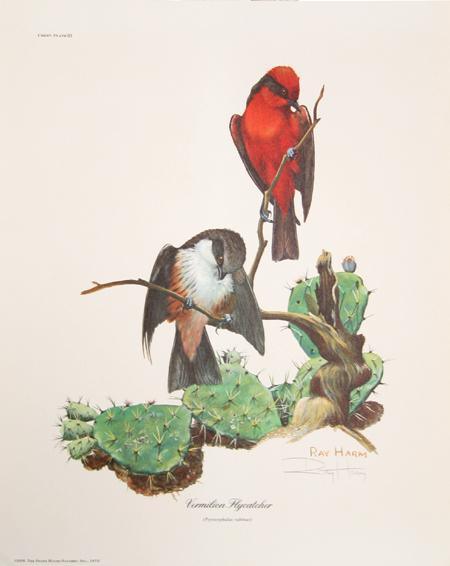 Vermillion Flycatcher Lithograph | Ray Harm,{{product.type}}