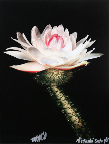 Water Lily from the Metallic Sets Color | Jonathan Singer,{{product.type}}