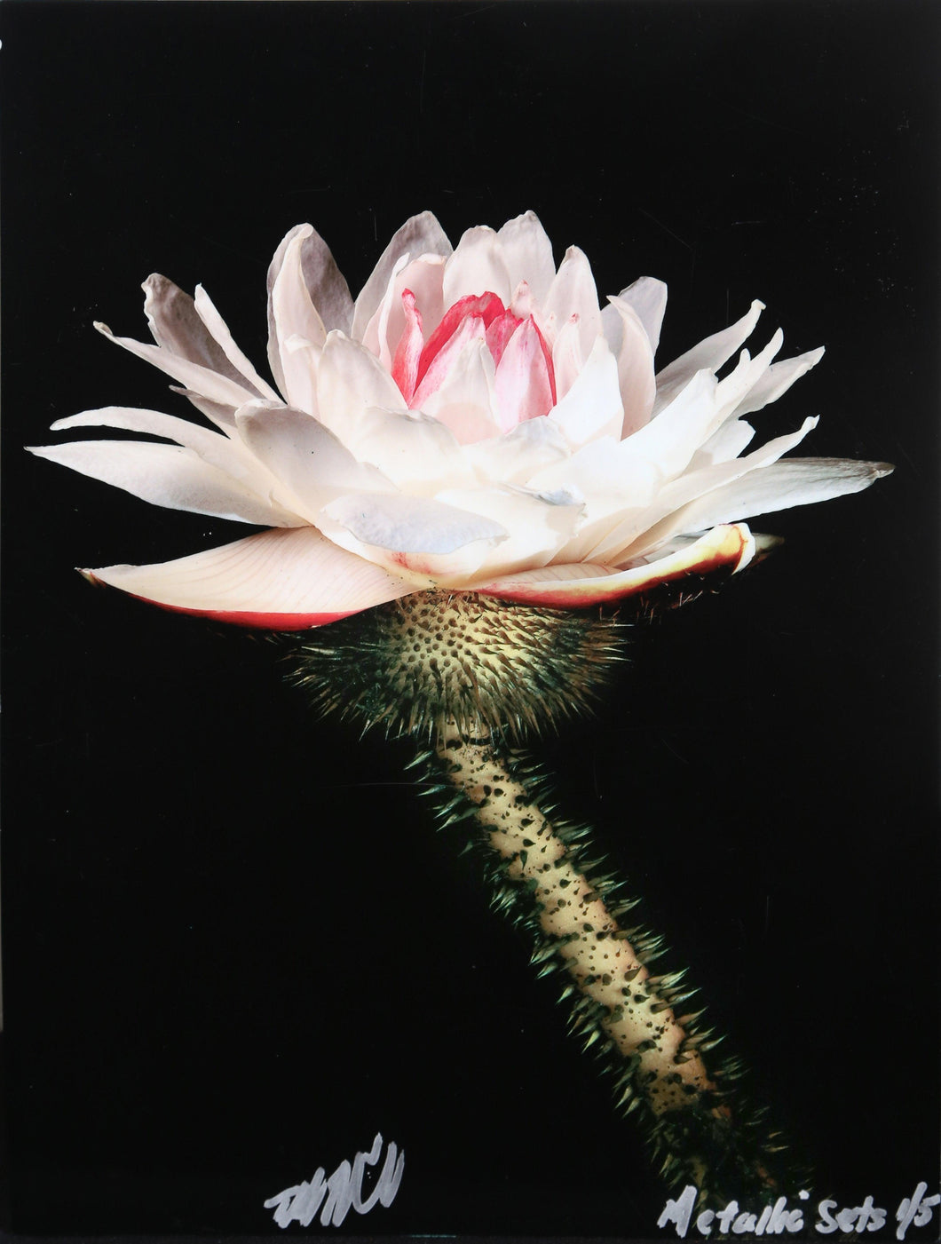 Water Lily from the Metallic Sets Color | Jonathan Singer,{{product.type}}