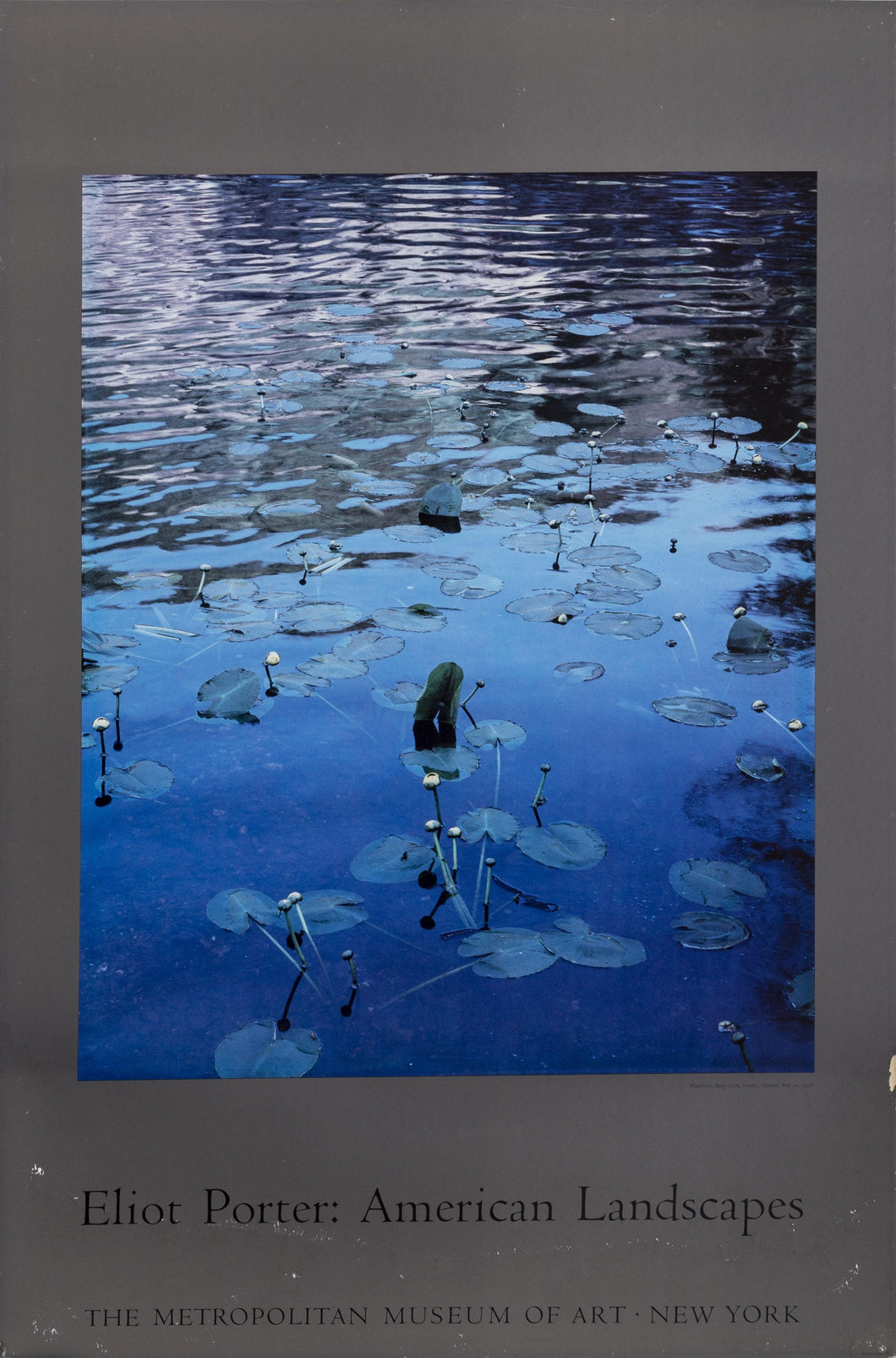 Waterlilies poster | Eliot Porter,{{product.type}}