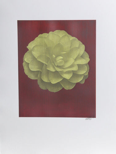 White Dahlia (Green) on Red Color | Jonathan Singer,{{product.type}}