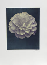 White Dahlia on Black Black and White | Jonathan Singer,{{product.type}}