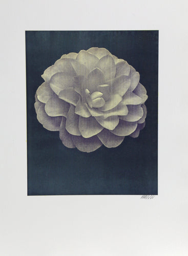 White Dahlia on Black Black and White | Jonathan Singer,{{product.type}}