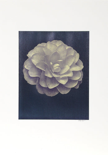 White Dahlia on Black Black and White | Jonathan Singer,{{product.type}}