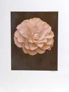 White Dahlia on Brown Color | Jonathan Singer,{{product.type}}