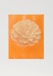 White Dahlia on Orange Color | Jonathan Singer,{{product.type}}