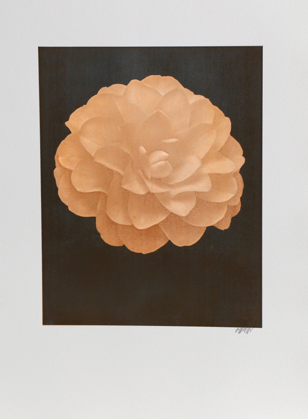 White Dahlia (Orange) on Black Color | Jonathan Singer,{{product.type}}