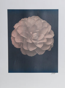 White Dahlia (Pink) on Dark Blue Color | Jonathan Singer,{{product.type}}
