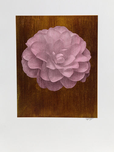 White Dahlia (Pink) on Gold Color | Jonathan Singer,{{product.type}}
