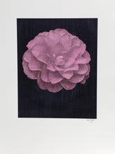 White Dahlia (Purple) II on Black Color | Jonathan Singer,{{product.type}}