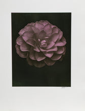 White Dahlia (Purple) on Black Color | Jonathan Singer,{{product.type}}