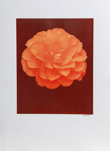 White Dahlia (Red) on Red Color | Jonathan Singer,{{product.type}}