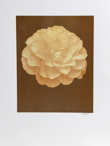 White Dahlia (Yellow) on Brown Color | Jonathan Singer,{{product.type}}