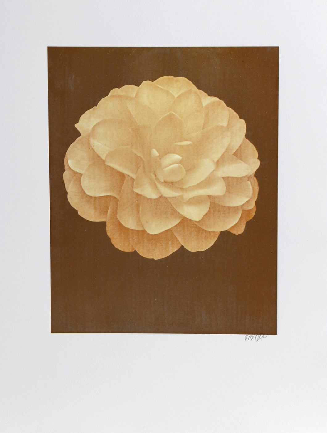 White Dahlia (Yellow) on Brown Color | Jonathan Singer,{{product.type}}