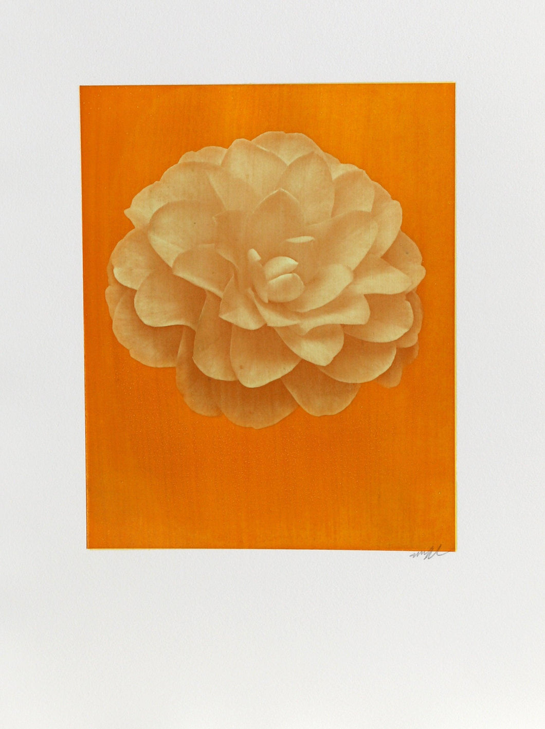 White Dahlia (Yellow) on Orange Color | Jonathan Singer,{{product.type}}