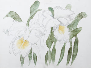 White Irises Watercolor | Carl Bergman,{{product.type}}