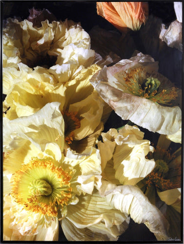 White Poppies Digital | Jonathan Singer,{{product.type}}
