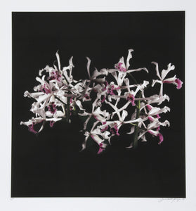 White Purple (Tube Flowers) Black and White | Jonathan Singer,{{product.type}}