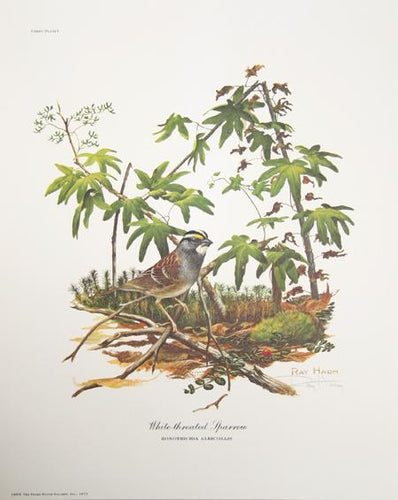 White-throated Sparrow Lithograph | Ray Harm,{{product.type}}