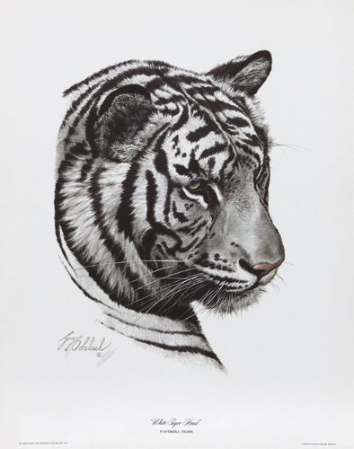 White Tiger Head Lithograph | Guy Coheleach,{{product.type}}