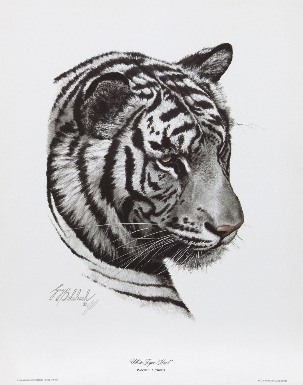 White Tiger Head Lithograph | Guy Coheleach,{{product.type}}