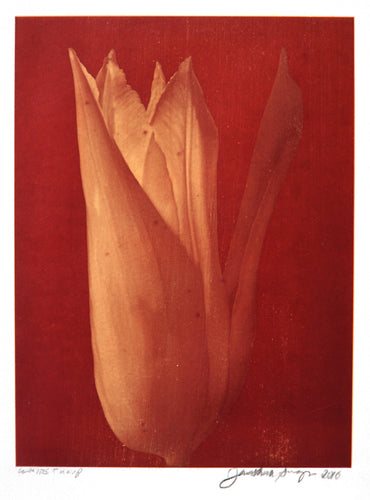 White Tulip #16 Color | Jonathan Singer,{{product.type}}