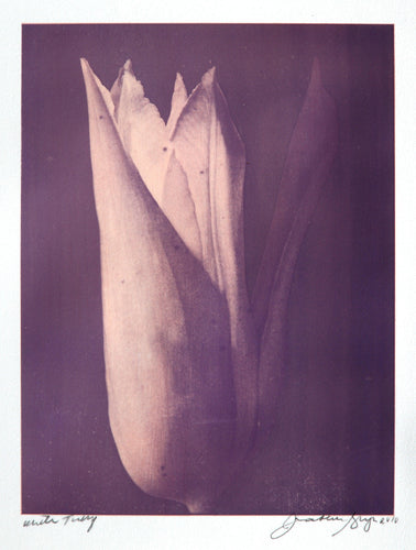 White Tulip #17 Color | Jonathan Singer,{{product.type}}