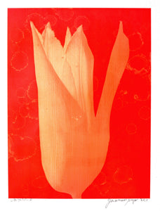 White Tulip #18 Color | Jonathan Singer,{{product.type}}