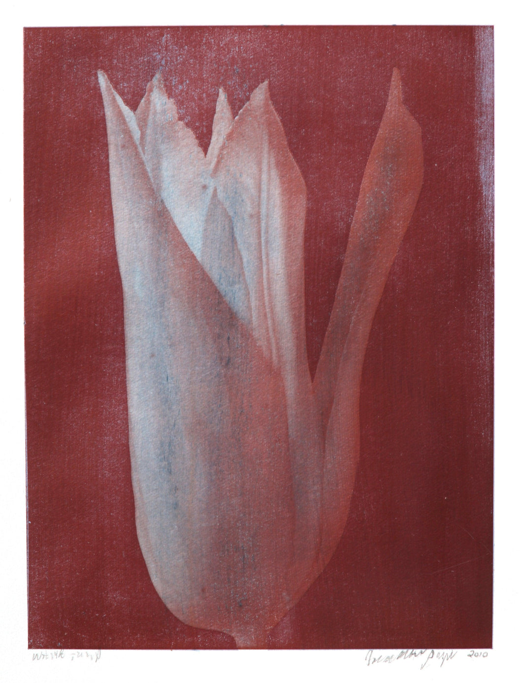 White Tulip #2 Color | Jonathan Singer,{{product.type}}