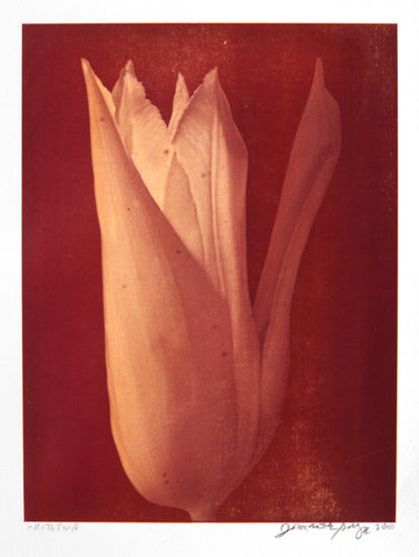 White Tulip Color | Jonathan Singer,{{product.type}}