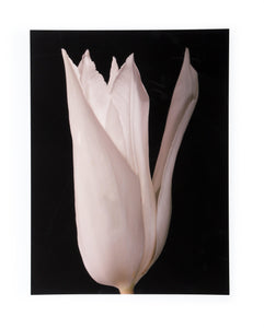 White Tulip Digital | Jonathan Singer,{{product.type}}