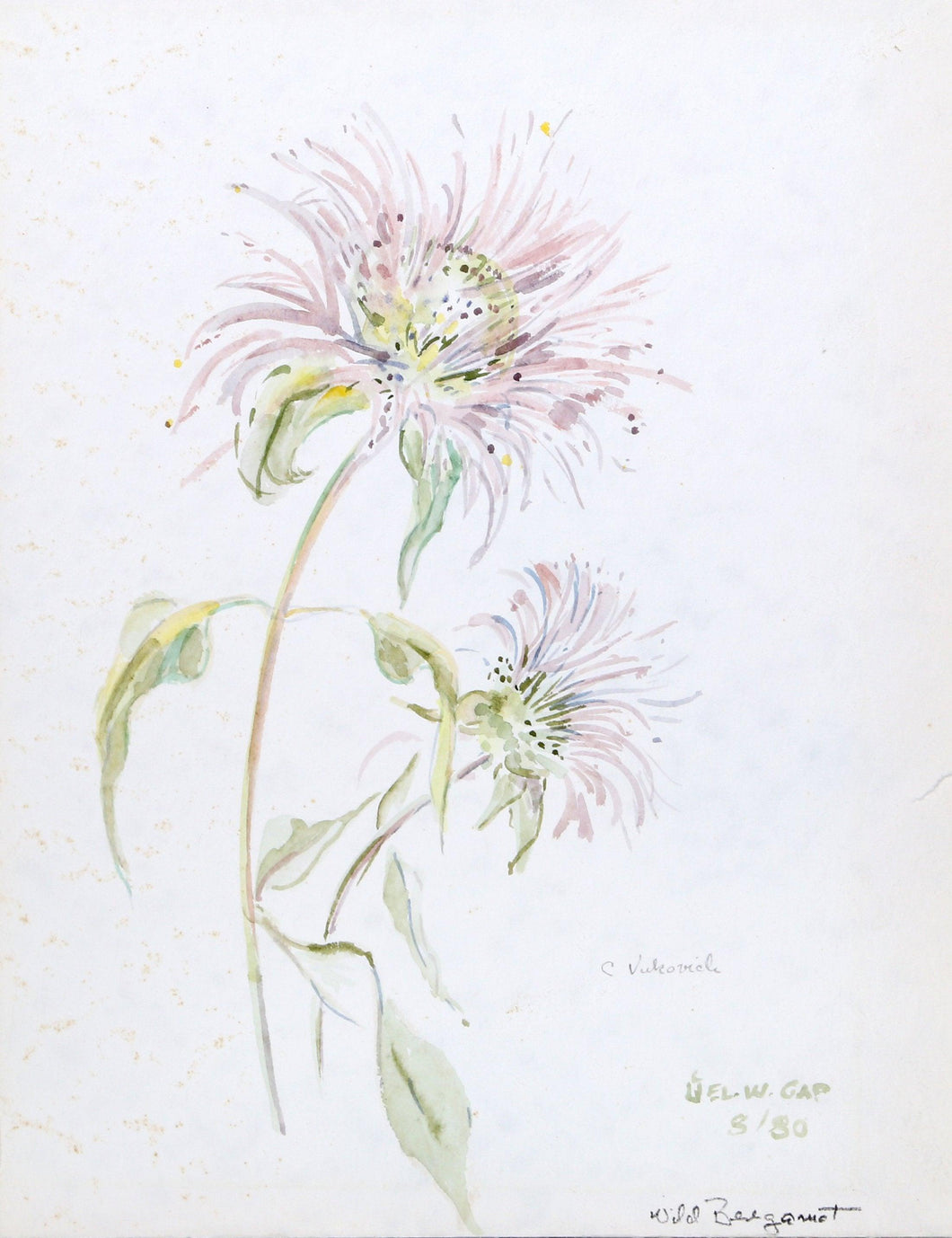 Wild Bergamot Watercolor | Charles Blaze Vukovich,{{product.type}}