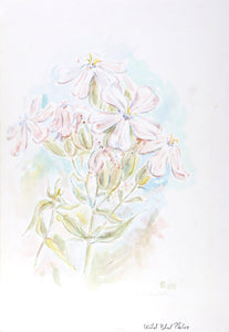 Wild Blue Phlox Watercolor | Charles Blaze Vukovich,{{product.type}}