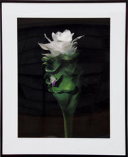 WIld Ginger Color | Jonathan Singer,{{product.type}}