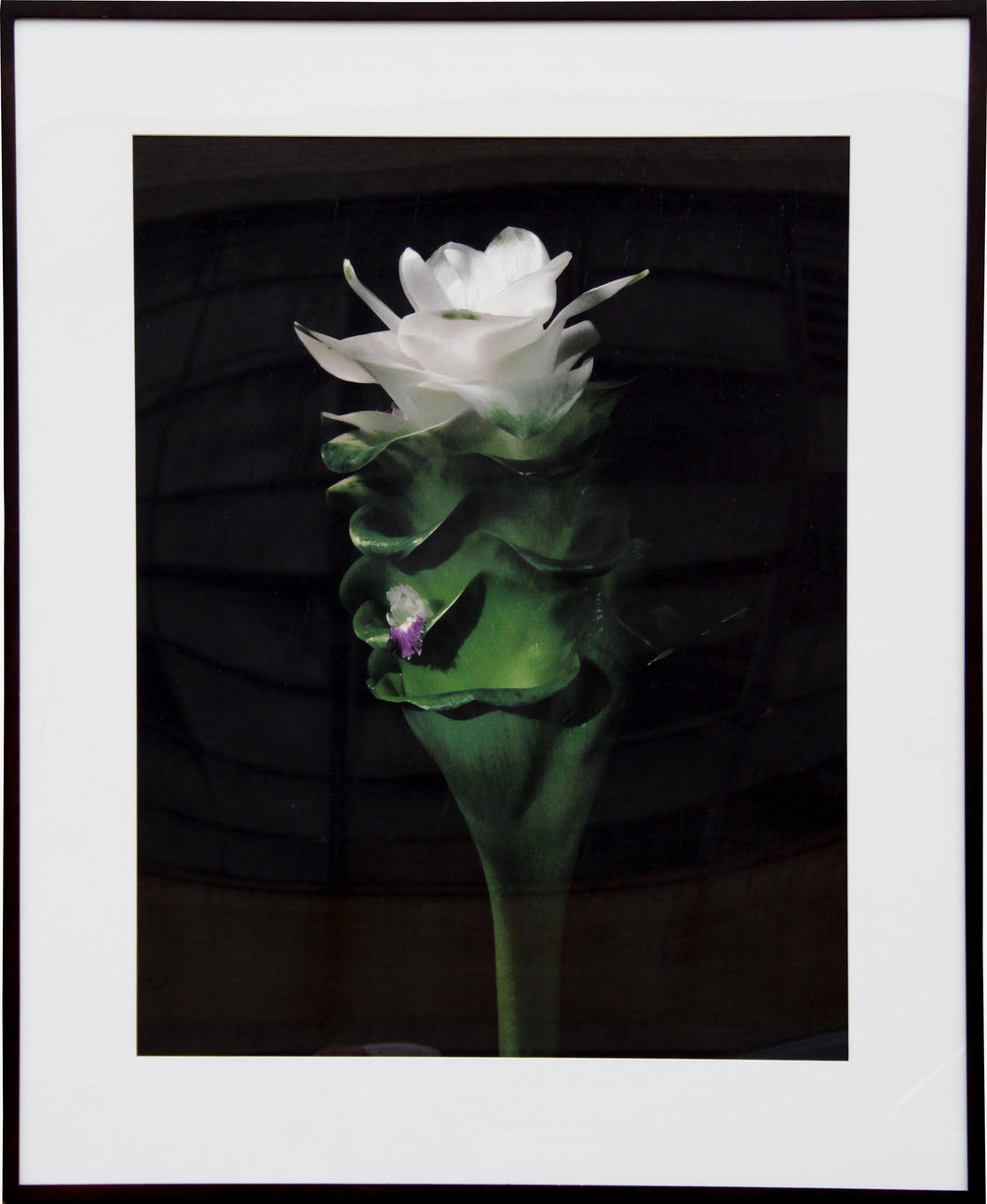 WIld Ginger Color | Jonathan Singer,{{product.type}}