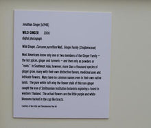 WIld Ginger Color | Jonathan Singer,{{product.type}}