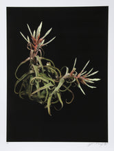 Wild Green Plants Color | Jonathan Singer,{{product.type}}