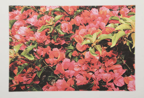 Wildflower Digital | Michael Knigin,{{product.type}}