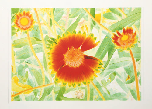 Wildflower Digital | Michael Knigin,{{product.type}}